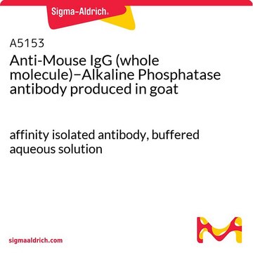 抗-小鼠 IgG（全分子）-碱性磷酸酶 山羊抗 affinity isolated antibody, buffered aqueous solution