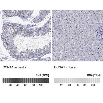 Anti-CCNA1 antibody produced in rabbit Prestige Antibodies&#174; Powered by Atlas Antibodies, affinity isolated antibody, buffered aqueous glycerol solution