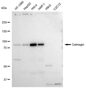 KD-Validated Anti Calmegin Antibody, clone 23GB3285, Rabbit Monoclonal clone 23GB3285, recombinant rabbit monoclonal, expressed in HEK293 cells