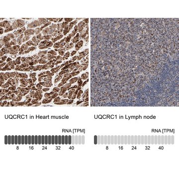 Anti-UQCRC1 antibody produced in rabbit Ab2, Prestige Antibodies&#174; Powered by Atlas Antibodies, affinity isolated antibody, buffered aqueous glycerol solution