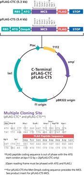 pFLAG-CTC&#8482; Expression Vector Bacterial vector for cytoplasmic expression of C-terminal FLAG fusion proteins