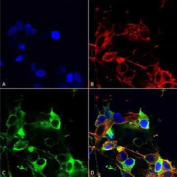 Monoclonal Anti-Glua1/Glur1 - Fitc antibody produced in mouse clone S355-1, purified immunoglobulin