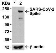 Anti-SARS-CoV-2 (COVID-19) Spike (cleavage site) antibody produced in rabbit affinity isolated antibody