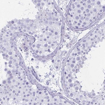 Anti-OXLD1 antibody produced in rabbit Prestige Antibodies&#174; Powered by Atlas Antibodies, affinity isolated antibody, buffered aqueous glycerol solution