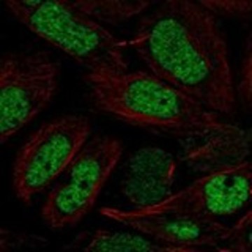 Anti-NFYB antibody produced in rabbit Prestige Antibodies&#174; Powered by Atlas Antibodies, affinity isolated antibody, buffered aqueous glycerol solution