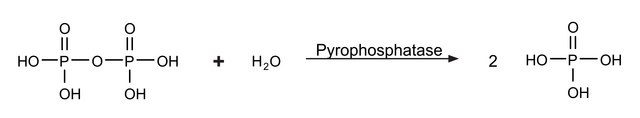 焦磷酸酶，无机 来源于大肠杆菌 recombinant, expressed in E. coli, lyophilized powder, &#8805;90%, &#8805;800&#160;units/mg protein