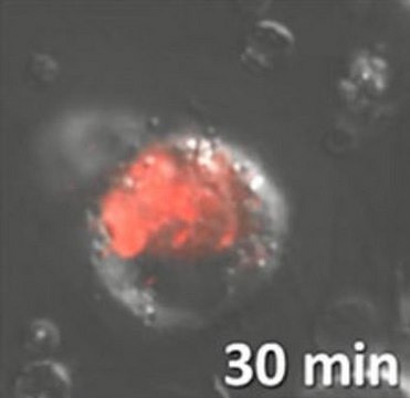 BioTracker 574 Red HOCL Dye Live cell imaging dye for hypochlorous acid (HOCl) used to detect phagocytosis, inflammation and cellular apoptosis.