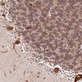 Anti-GP6 antibody produced in rabbit Prestige Antibodies® Powered by Atlas Antibodies, affinity isolated antibody, buffered aqueous glycerol solution