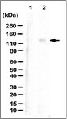 Anti-phospho-TrkA (Tyr794) Antibody from rabbit, purified by affinity chromatography