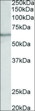 Anti-SLC47A2 antibody produced in goat affinity isolated antibody, buffered aqueous solution