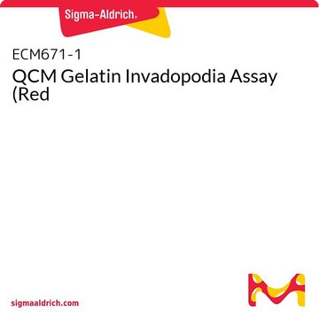 QCM Gelatin Invadopodia Assay (Red