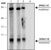 Monoclonal Anti-SPAG11 antibody produced in mouse clone 10B4, purified from hybridoma cell culture