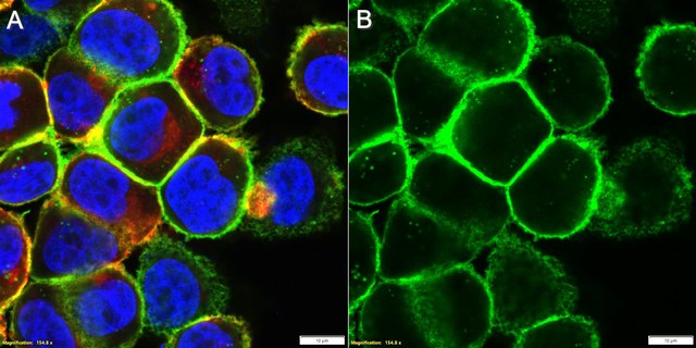 Anti-EphA2 Antibody, clone F2-27 ZooMAb&#174; Mouse Monoclonal recombinant, expressed in HEK 293 cells