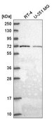 Anti-GGA2 antibody produced in rabbit Prestige Antibodies® Powered by Atlas Antibodies, affinity isolated antibody