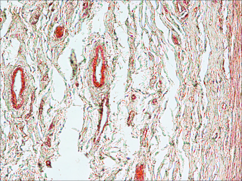 Anti-Mouse IgG (Fab specific)–Biotin antibody produced in goat affinity isolated antibody, buffered aqueous solution