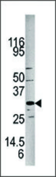 Anti-PPM1E (N-term) antibody produced in rabbit saturated ammonium sulfate (SAS) precipitated, buffered aqueous solution