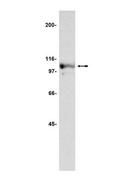 Anti-Nucleolin Antibody, clone 3G4B2 culture supernatant, clone 3G4B2, Upstate&#174;