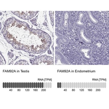 Anti-FAM92A Prestige Antibodies&#174; Powered by Atlas Antibodies, affinity isolated antibody