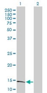 Anti-S100A9 antibody produced in rabbit purified immunoglobulin, buffered aqueous solution