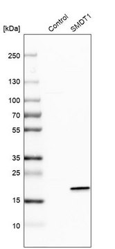 Anti-SMDT1 antibody produced in rabbit Prestige Antibodies&#174; Powered by Atlas Antibodies, affinity isolated antibody, buffered aqueous glycerol solution