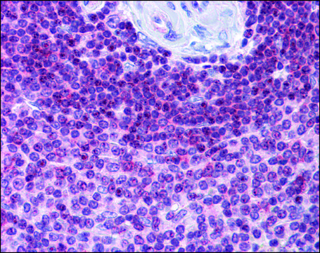 Anti-HVCN1 antibody produced in rabbit affinity isolated antibody