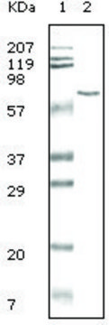 Monoclonal Anti-BSA antibody produced in mouse clone 3H6, ascites fluid