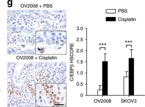 Anti-C/EBP-&#946; antibody produced in rabbit affinity isolated antibody