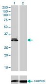 Monoclonal Anti-PLSCR3 antibody produced in mouse clone 2C8, purified immunoglobulin, buffered aqueous solution