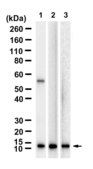 Anti-SMDT1 Antibody, clone 2F16 ZooMAb® Rabbit Monoclonal recombinant, expressed in HEK 293 cells