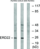 Anti-ERD22 antibody produced in rabbit affinity isolated antibody