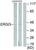 Anti-ERGI3 antibody produced in rabbit affinity isolated antibody