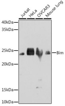 Anti-Bim Antibody, clone 3R0T2, Rabbit Monoclonal