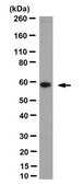 Anti-PPIase FKBP4 Antibody, clone KN382/EC1 clone KN382/EC1, from mouse