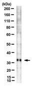 Anti-Bin3 Antibody, clone 3A4 clone 3A4, from mouse