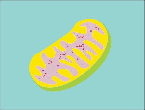 线粒体分离试剂盒 sufficient for 50&#160;applications (2-5 x 107 cells), isolation of enriched mitochondrial fraction from cells