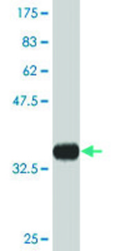 Monoclonal Anti-NUP133, (C-terminal) antibody produced in mouse clone 4F6, purified immunoglobulin, buffered aqueous solution