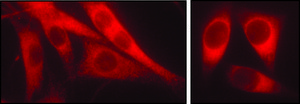 Anti-Derlin-1 antibody produced in rabbit ~1 mg/mL, affinity isolated antibody, buffered aqueous solution