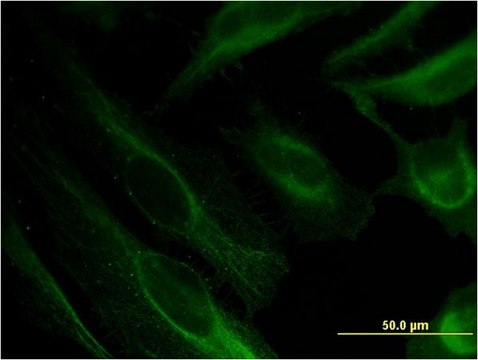 Monoclonal Anti-BST2 antibody produced in mouse clone 2E6, purified immunoglobulin, buffered aqueous solution