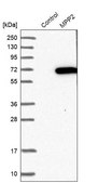 Anti-MPP2 antibody produced in rabbit Prestige Antibodies® Powered by Atlas Antibodies, affinity isolated antibody, buffered aqueous glycerol solution