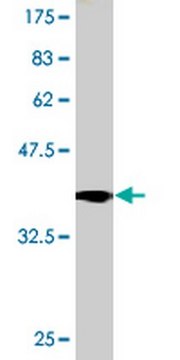 Anti-TRPA1 Mouse mAb (6G8) liquid, clone 6G8, Calbiochem&#174;