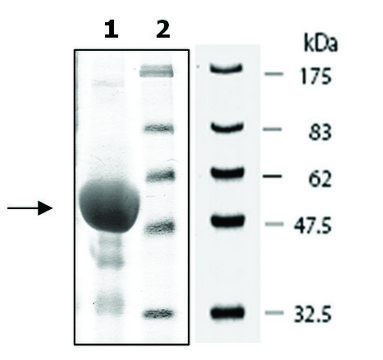 ITK active rat recombinant, expressed in baculovirus infected Sf9 cells, &#8805;58% (SDS-PAGE)