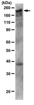 抗-CUX1抗体，a.a.861 from rabbit, purified by affinity chromatography