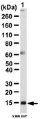 Anti-Cystatin-C Antibody from rabbit, purified by affinity chromatography