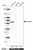 Anti-GORASP2 antibody produced in rabbit Prestige Antibodies® Powered by Atlas Antibodies, affinity isolated antibody, buffered aqueous glycerol solution