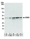 Rabbit anti-WDR5 Antibody, Affinity Purified Powered by Bethyl Laboratories, Inc.