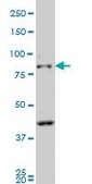 Monoclonal Anti-PCDHB10 antibody produced in mouse clone 4C4, purified immunoglobulin, buffered aqueous solution