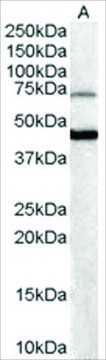 Anti-FOXG1A (BF2) and FOXG1B (BF1) antibody produced in goat affinity isolated antibody, buffered aqueous solution