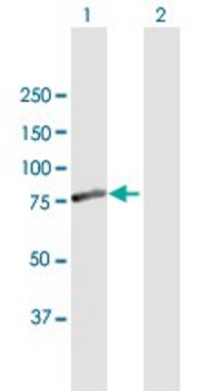 Anti-FEM1A antibody produced in mouse purified immunoglobulin, buffered aqueous solution