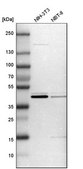 Anti-CFAP36 antibody produced in rabbit Prestige Antibodies® Powered by Atlas Antibodies, affinity isolated antibody, buffered aqueous glycerol solution
