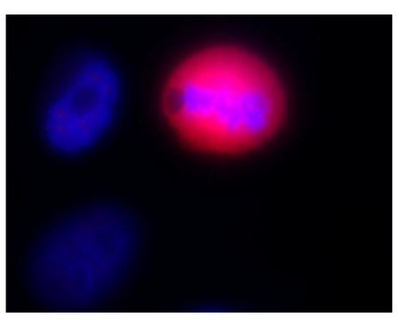 Anti-phospho-Ser/Thr-Pro MPM-2 Antibody, Cy5 conjugate Upstate&#174;, from mouse